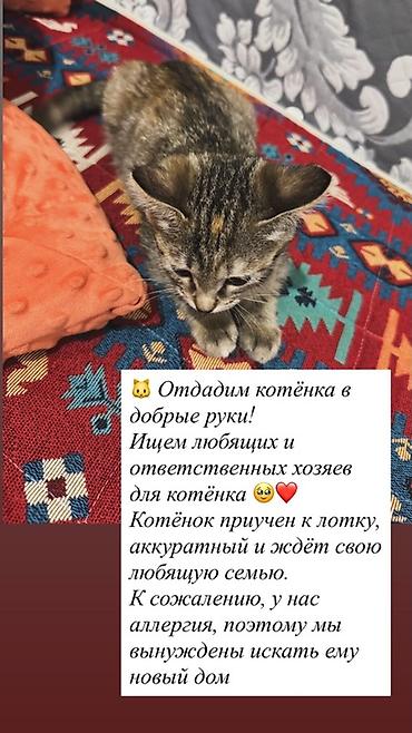 сибирский кот купить: Кошка даром: Беспородная, Девочка — 1