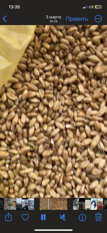 пшеницу с поля: Продается пшеница кормовая . Клейковина 30 Натура 750 Влаж 14 Число
