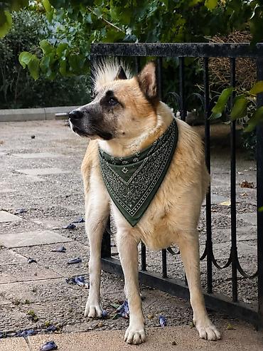 samoyed satılır: Heyvan satilir vaklinləri hamisi olub qəşəng ağilli itdi isdiyən — 1
