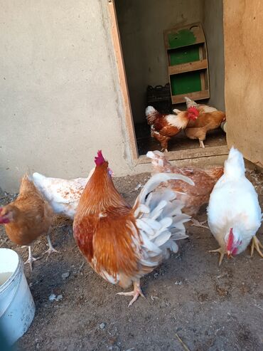 pişik yuvası: Курица, Для яиц