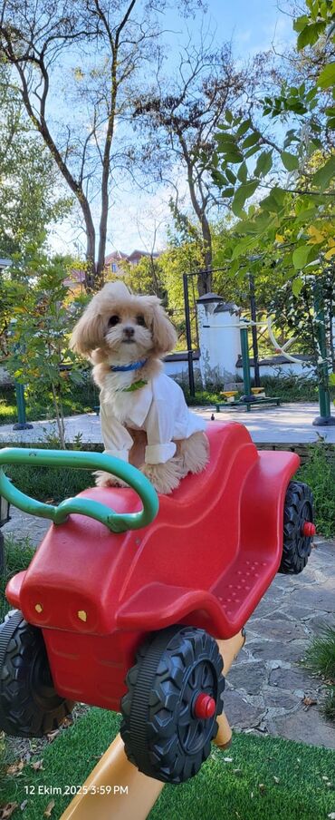 İtlər: 2 ay, Erkek, Peyvəndli, Ünvandan götürmə — 9