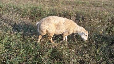 qurbanlıq qoyun qiymətləri: Qoyunlar, qoçlar