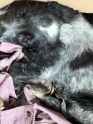 it ucun manej: Koker spaniyel, 2 ay, Dişi, Sənədli, Ünvandan götürmə