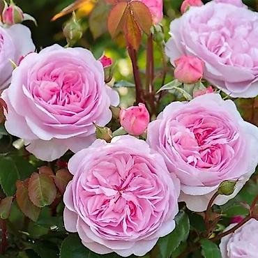 Другие садовые цветы и кустарники: Предлагаем саженцы роз разного возрастаплетистые,кустовые,цены — 14