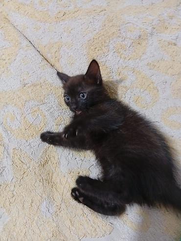 щенки сао: Котята 1 месяцев рыжий мальчик чёрная девочка — 5