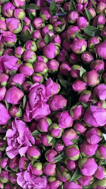 купить тюльпаны бишкек: Организация мероприятий