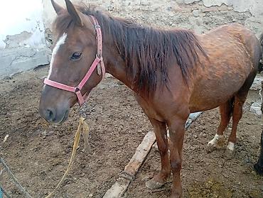 Лошади, кони: Продаю | Кобыла (самка) — 5