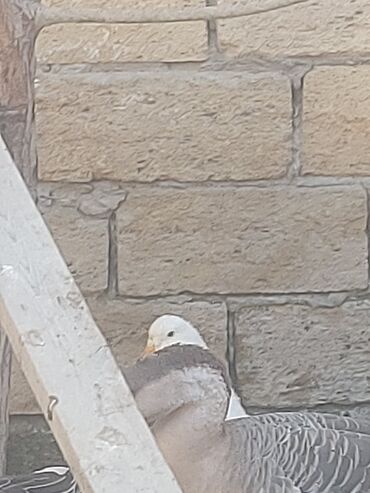 Toyuqlar: Toyuq, Ətlik, Ünvandan götürmə -da lalafo.az — 8 Toyuqlar: Toyuq, Ətlik, Ünvandan götürmə — 8