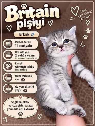 Pişiklər: Britan, Dişi — 2