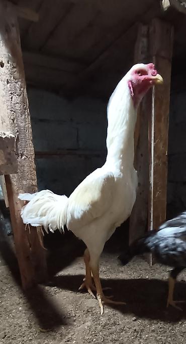 Xoruzlar: Xoruz, il: 1, Ünvandan götürmə — 9