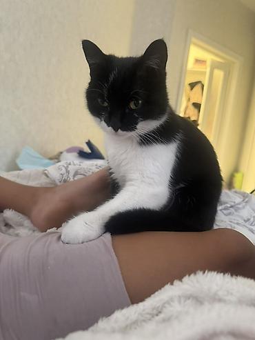 Отдам даром кошку: Кошка даром: Беспородная, 1 год, Девочка, С прививками, Приучена к лотку, Проглистована — 3