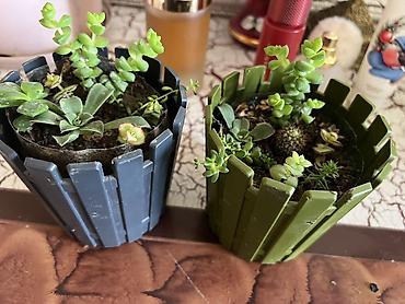 Otaq bitkiləri: Butun guleri endirimnen satiram ancag xanimlara satiw olur cox gul — 38