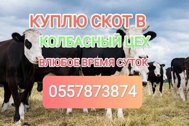 Куплю с/х животных: Куплю | Коровы, быки, Лошади, кони | Забитый, На забой, на мясо, Круглосуточно