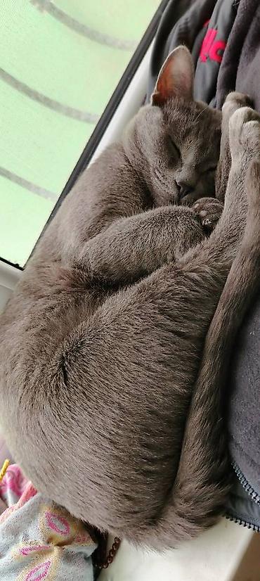 cat ruletka: Erkək Rus mavisi pisiyidir. Dişi qulağı salaq pişikle cutlesdirmek — 3