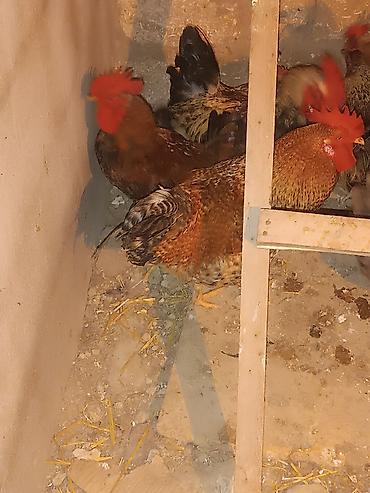 Toyuqlar: Məhsul: Yerli xoruz və toyuqlar (qarışıq rənglər) Ancaq damazliq etlik — 1