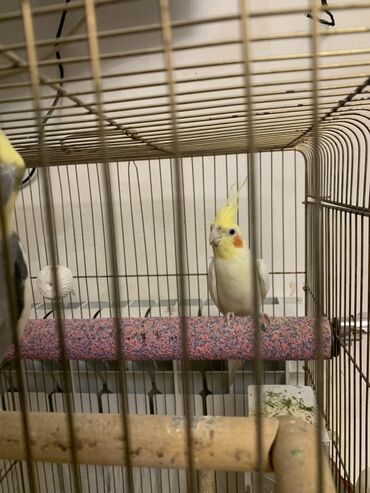 Digər quşlar: Korella erkek.
7 ayliqdi.Cox feal quwdur.Oynuyandir — 1