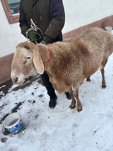Баран, овца: Продаю | Баран (самец) | Для разведения | Племенные — 5
