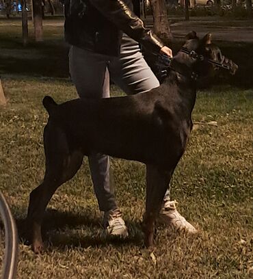 İtlər: Doberman, 9 ay, Erkek, Ünvandan götürmə