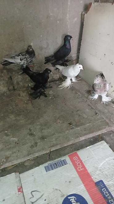 tovuz quşu satışı: Göyərçin kolleksiyası – lələkli ayaqlı dekorativ cinslər 5 eder iri — 8