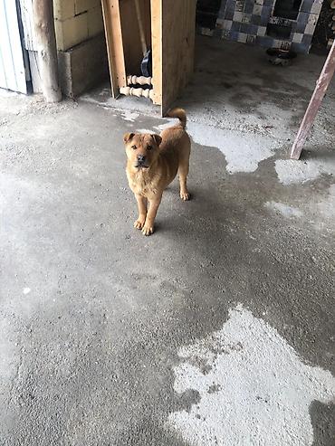 Продажа собак: Шарпей, 4 месяца, Самка, С прививкой — 10