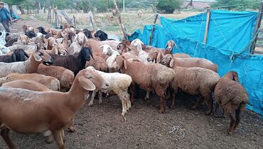 Баран, овца: Продаю | Овца (самка) — 7