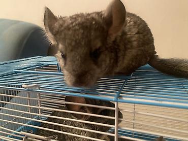 Шиншиллы: ГОТОВЫ К БРОНИРОВАНИЮ 3 ШИНШИЛЛЫ 2 мальчика1 девочка Дата рождения — 6