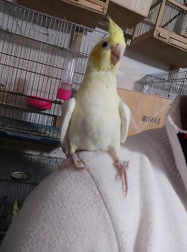 Tutuquşları: Salam. TAM SAĞLAM VİTAMİNLƏR PROFESSİONAL BİT DƏRMANİ VURULUB VƏ — 28