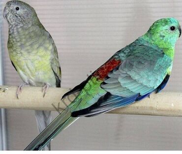голуби птица: Продаю пару молодых певчих (красноспинных) попугаев. Цена 3500 сомов