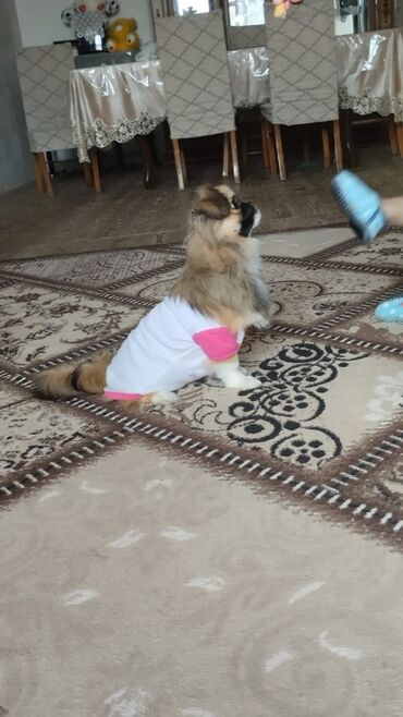 İtlər: Pekines, 5 ay, Dişi, Peyvəndli, Ünvandan götürmə