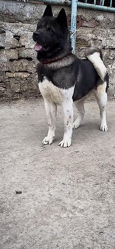 pomeranski spic: Akita-inu, 3 il, Erkək, Cütləşmə üçün, Ödənişli çatdırılma — 3