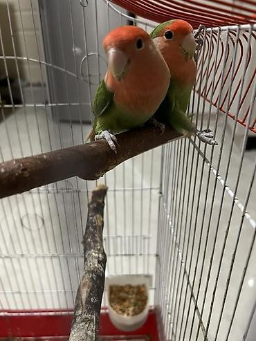 derzi quşu: Məhsul: Cüt “lovebird” (agapornis) tutuquşusu və qəfəs dəsti Təsvir — 1