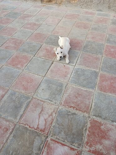 İtlər: Balaca, krem rəngli it balası Xüsusiyyətlər: - Ağımtıl/krem rəngli — 4