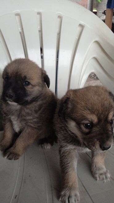 скупка собак: Отдаю 2 щенков в добрые руки,девочка и мальчик 1 месяц