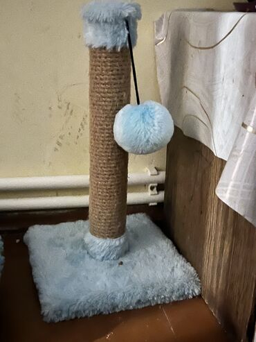 Pişiklər: Şotland uzun tüklü, Erkək, Yaxşı əllərə, Ünvandan götürmə — 12