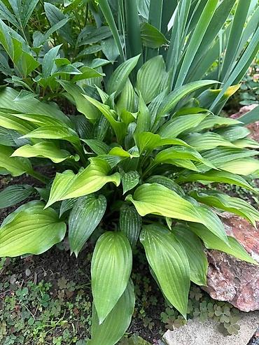 Декоративные деревья: Продаю все виды садовых растений,кустарников и цветов. Ош at lalafo.kg — 8 Декоративные деревья: Продаю все виды садовых растений,кустарников и цветов. Ош — 8