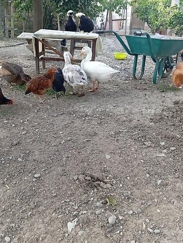 xalmaqor qaz: Salam qiymet cutune aiddir saglam qazlardir isteyen olsa vidyosunu — 1