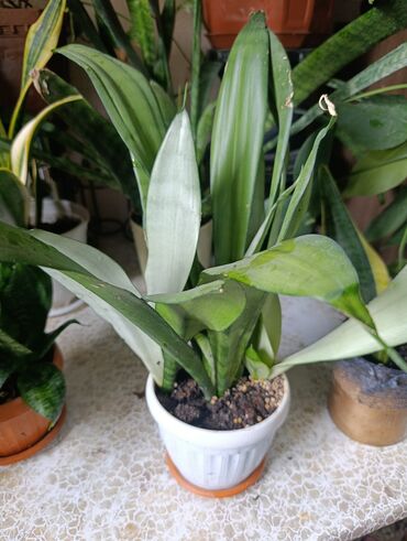 Драцены и Сансевиерии: Сансевьерии (сансевиерия цилиндрическая и полосатая/вариегатная) в — 9