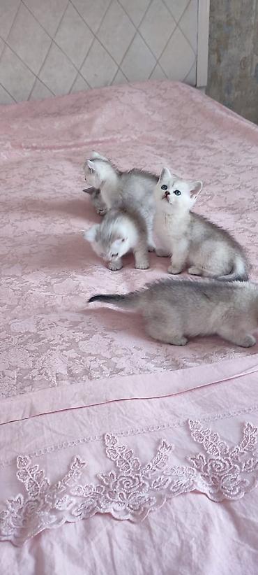 Pişiklər: Britan — 3