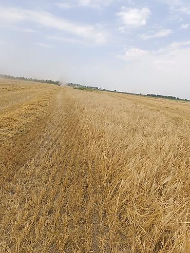 Зерновые культуры: Яровой ячмень, сорт „Космос " второй репродукции. Урожай 2025 — 14