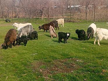 Козы, козлы: Продаю | Коза (самка), Козлёнок | Полукровка, Зааненская | На забой, Для разведения, Для молока | Племенные, Котные — 3