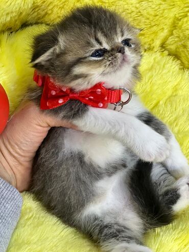 Pişiklər: Erkək, Dişi, Yaxşı əllərə, Pulsuz çatdırılma, Ödənişli çatdırılma, Rayonlara çatdırılma — 2