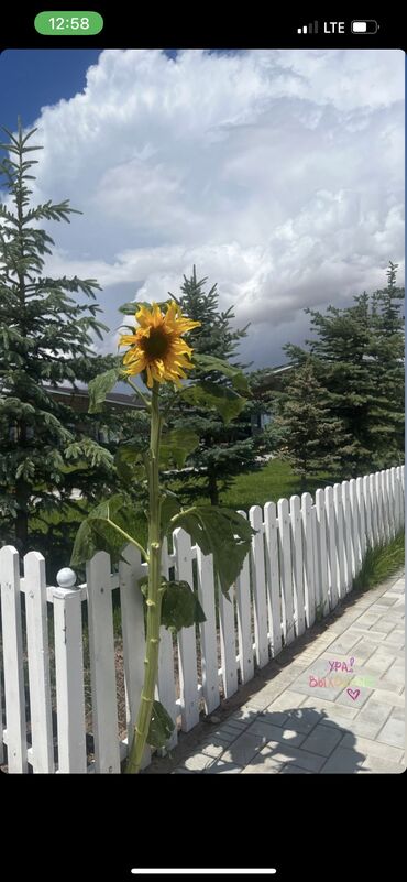 Иссык-Куль 2025: Коттедж, palm beach vip ЦО Palm Beach, Чок-Тал, Детская площадка, Парковка, стоянка, Охраняемая территория — 13