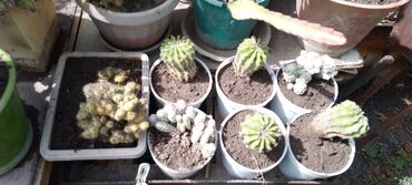 Кактусы: Продам кактусы — 5