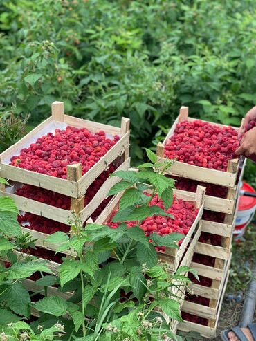 Фрукты и ягоды: Саженцы : Ежевика, Самовывоз, Бесплатная доставка