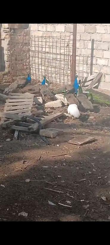 Tovuz quşları: Salam,super saqlam Tavusquşular satilir erkeyde var dişide aylari 7,8 — 5