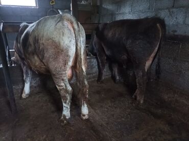 Коровы, быки: Продаю годовалых бычков породистые