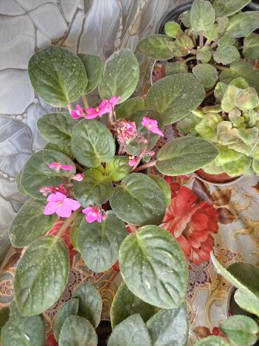 Otaq bitkiləri: Afrika bənövşələri (Saintpaulia) – müxtəlif rəngli və formalı sortlar — 17