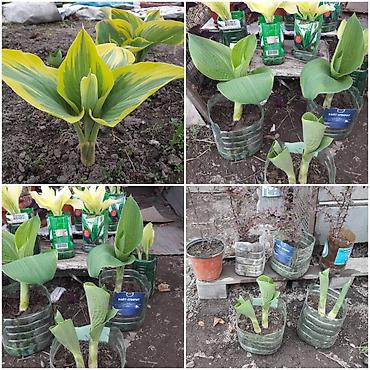 Гортензия: Продаю саженцы: -гортензия Анабель -Хосты великаны -Дицентра бордовая — 6