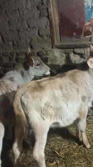 Коровы, быки: Продаю | Тёлка — 1