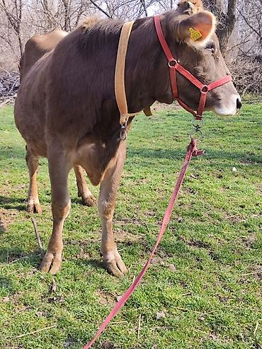 Коровы, быки: Продаю | Корова (самка), Бык (самец) | Швицкая | Для молока | После отела, Искусственник — 10